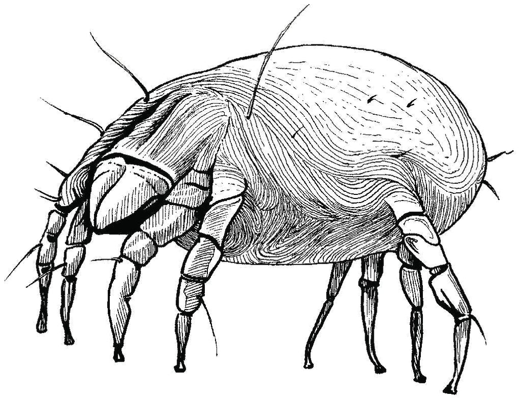 Besting Hidden Allergens with MiteGuard® - MiteGuard
