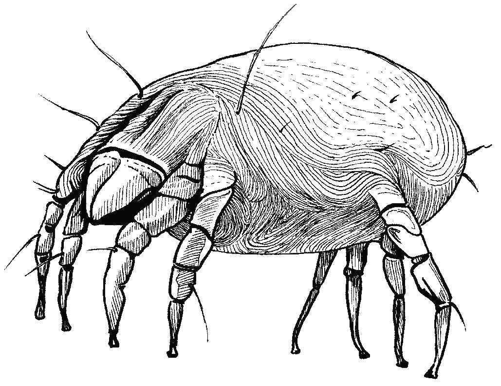Besting Hidden Allergens with MiteGuard® - MiteGuard